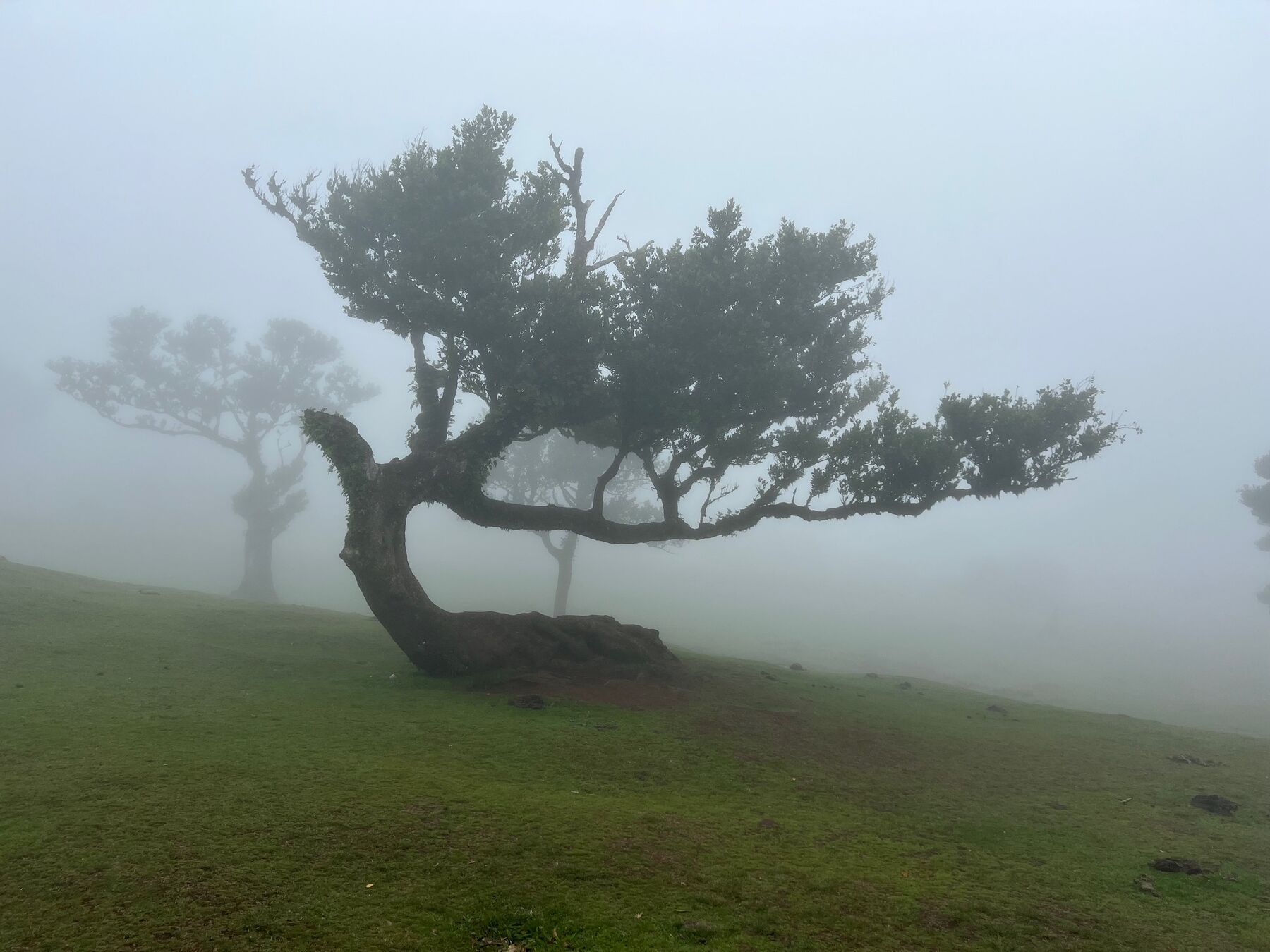 Madeira